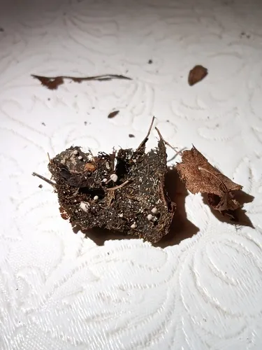 Coprinellus heptemerus