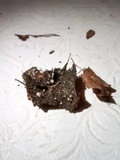 Coprinellus heptemerus thumbnail 1