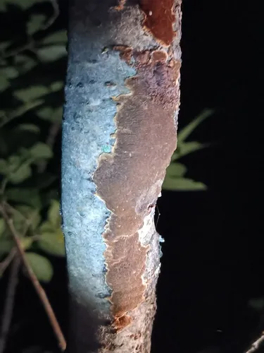 Fomitiporella inermis