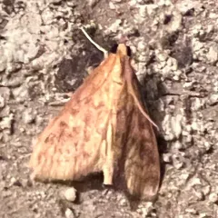 American Lotus Borer Moth thumbnail 4