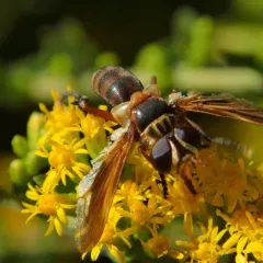 Trichopoda indivisa thumbnail 2
