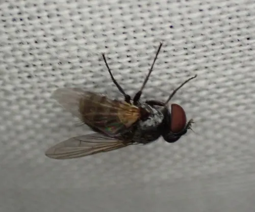 Strongygaster triangulifera