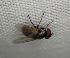 Strongygaster triangulifera thumbnail 1