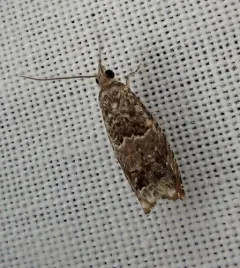 Epinotia albangulana thumbnail 4