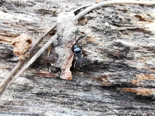 Eremocoris semicinctus