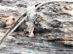 Eremocoris semicinctus thumbnail 1