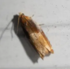 Two-toned Ancylis Moth thumbnail 2