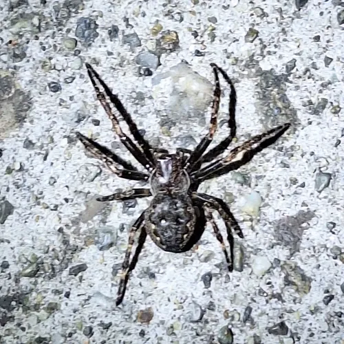 Walnut Orbweaver