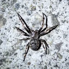 Walnut Orbweaver thumbnail 1