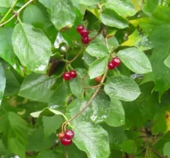 Fly Honeysuckle thumbnail 2