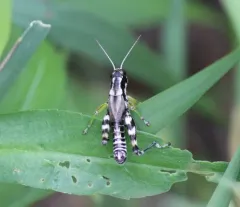 Green-legged Spur-throat Grasshopper thumbnail 3