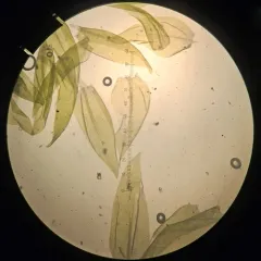 Hygrohypnum Moss thumbnail 4