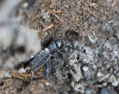 West Coast Spring Field Cricket thumbnail 1