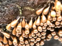 Hemitrichia clavata thumbnail 2