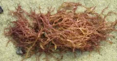Champia farlowii thumbnail 2
