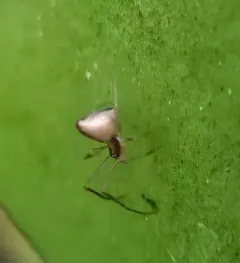 American Dewdrop Spider thumbnail 2