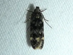 Chionodes formosella thumbnail 3