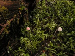 Atheniella amabillissima thumbnail 2