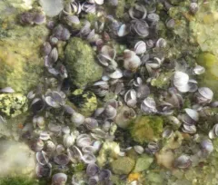 Amethyst Gem Clam thumbnail 1