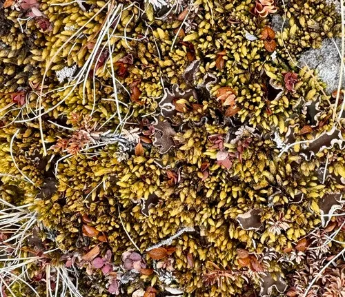 Turgid Aulacomnium Moss