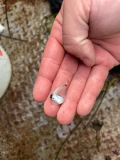 Doctorfish thumbnail 2