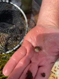 Bandtail Puffer thumbnail 2