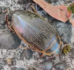 Dytiscus cordieri thumbnail 4