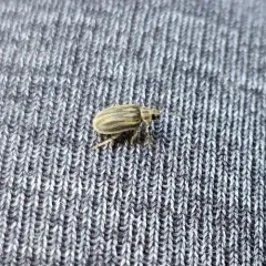 ragweed leaf beetle thumbnail 4