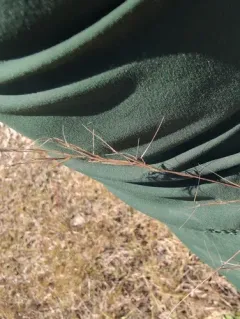 Forked Three-awn Grass thumbnail 2