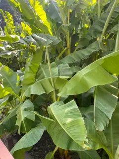 Japanese banana thumbnail 2