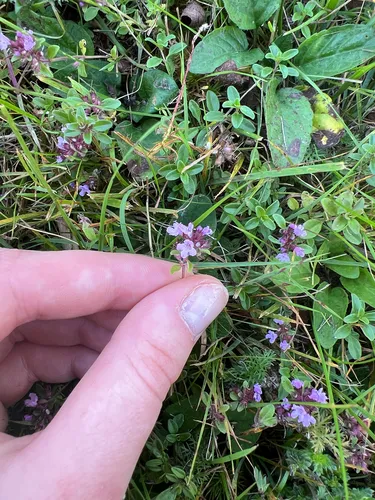 wild thyme