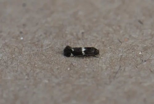 Elachista irrorata