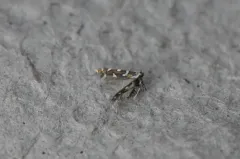 Marbleseed Leafminer thumbnail 2