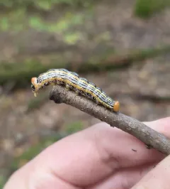 Red-humped Oakworm Moth thumbnail 2