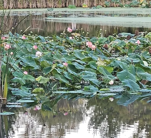 Sacred Lotus
