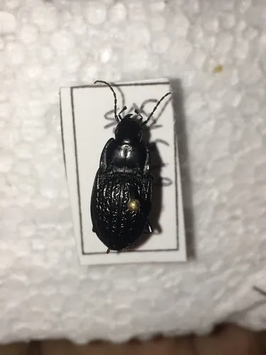 Dicaelus sculptilis