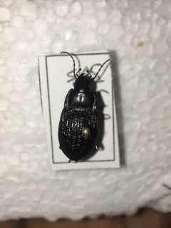 Dicaelus sculptilis thumbnail 1