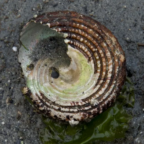 Red Turban Snail