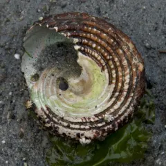 Red Turban Snail thumbnail 1