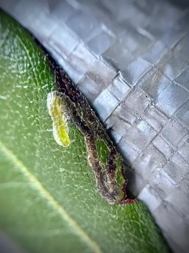 Stigmella myricafoliella