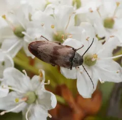 Araeopidius monachus thumbnail 3