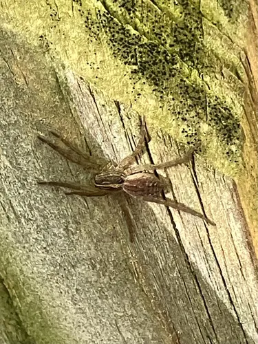 Tigrosa annexa