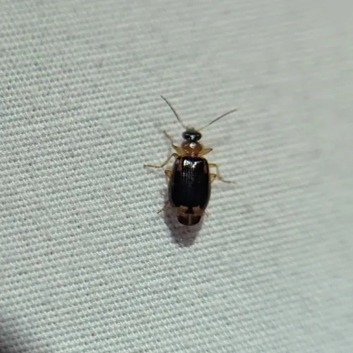 Ringed Harp Ground Beetle