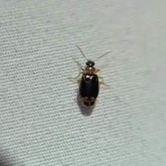 Ringed Harp Ground Beetle thumbnail 1
