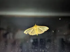 Alamo Moth thumbnail 2