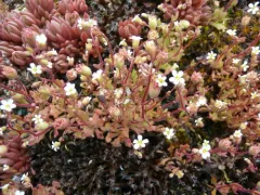 Rue-leaved Saxifrage thumbnail 2