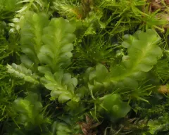 Long-leaved Flapwort thumbnail 3