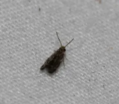 Salt and Pepper Microcaddisfly thumbnail 2