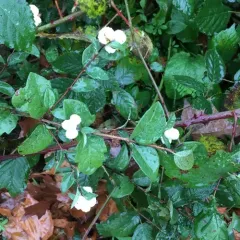 Common Snowberry thumbnail 3