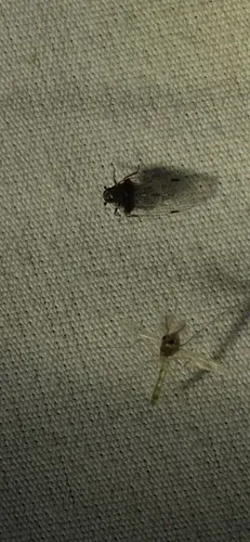 Cixius stigmatus